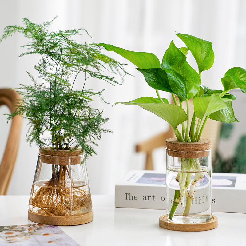 Transparent Hydroponic Vase