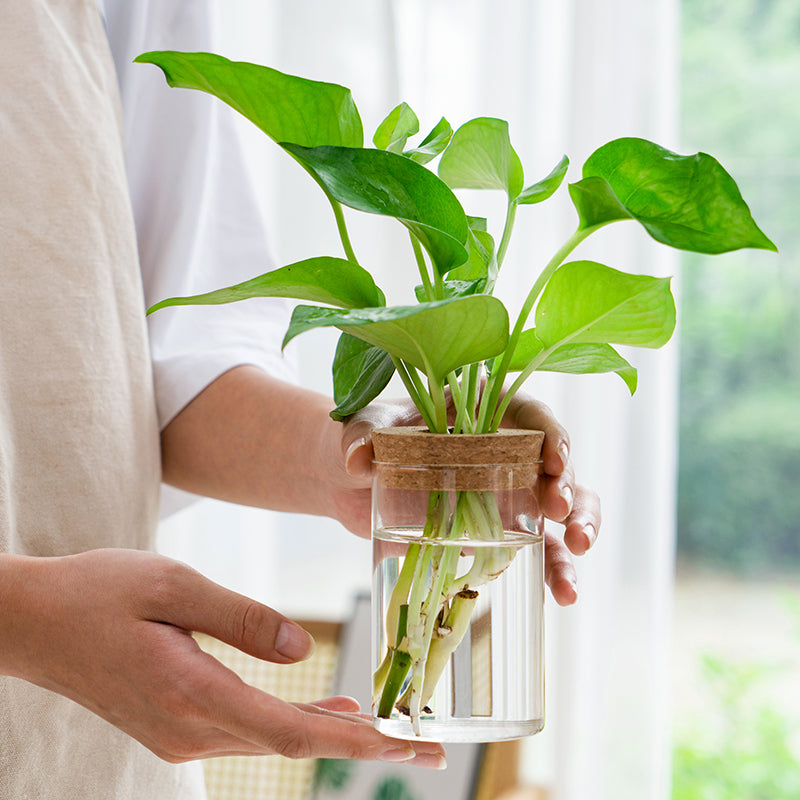 Transparent Hydroponic Vase