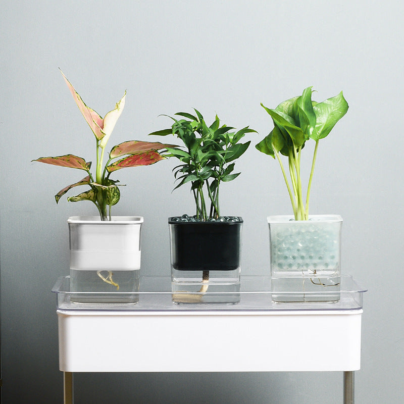 Transparent Hydroponic Planter