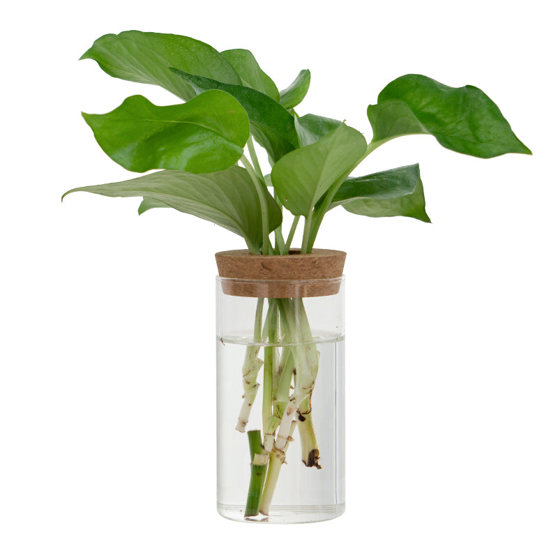 Transparent Hydroponic Vase