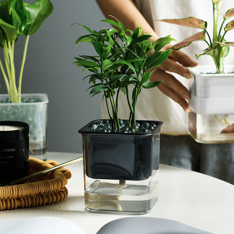 Transparent Hydroponic Planter