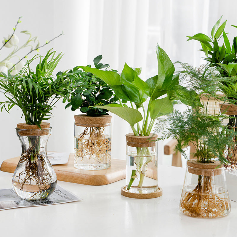 Transparent Hydroponic Vase